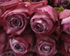 Lavander Roses